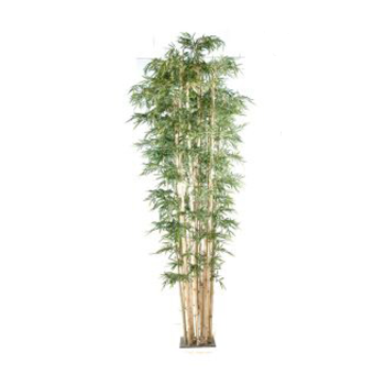 Bambou XL
